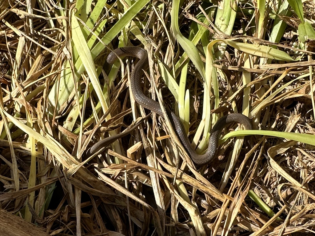 Rough Earthsnake In November 2023 By Ashwin Narayanan Under Side Yard