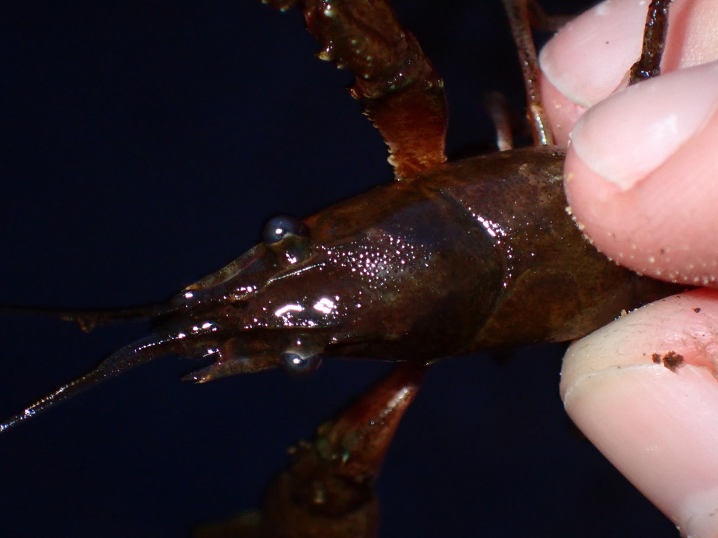 Cambarid Crayfishes From Winston County Al Usa On November At