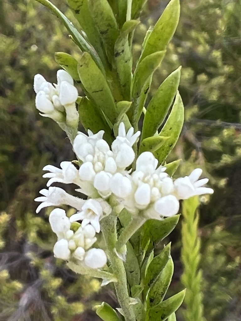 Conospermum Taxifolium From Kgari Fraser Island Recreation Area