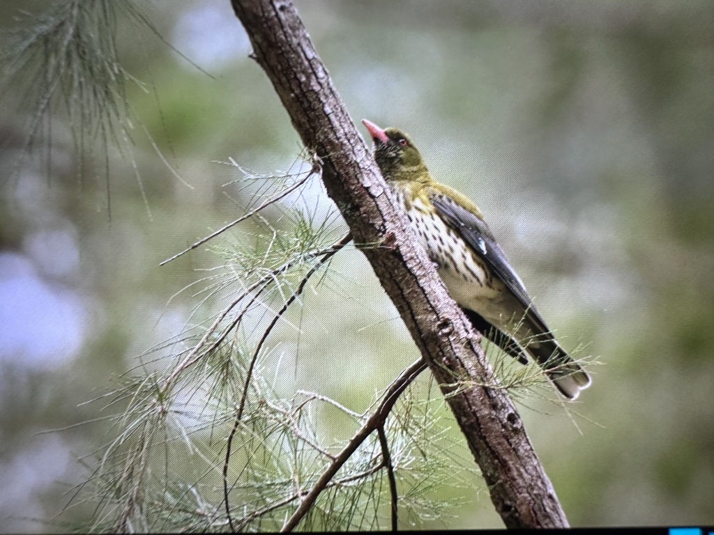 Olive Backed Oriole From Capertee National Park Bogee Nsw Au On