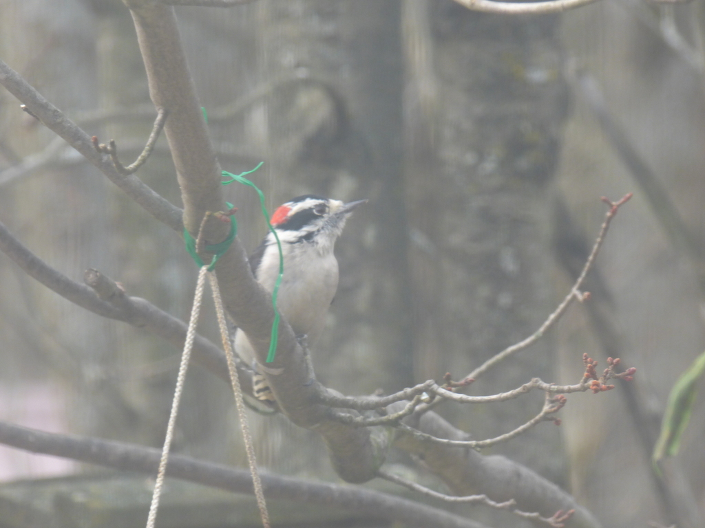 Downy Woodpecker From Lennox And Addington County ON Canada On