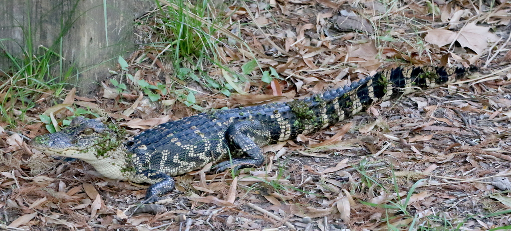 American Alligator From Pasadena Tx Usa On November At