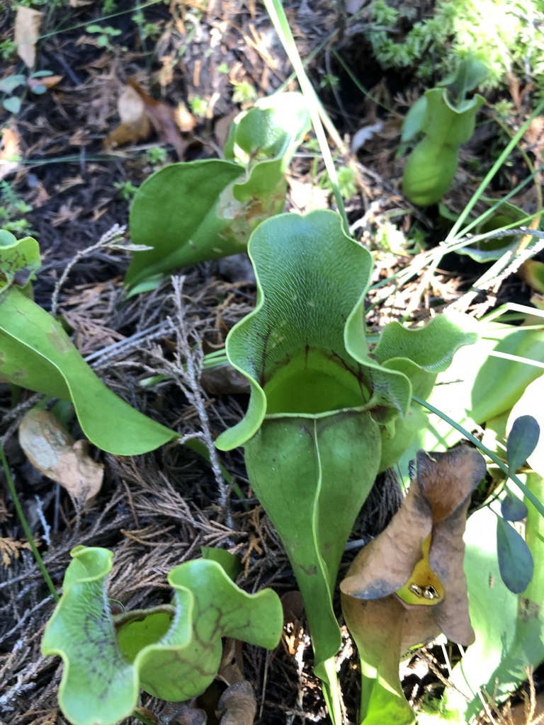 Northern Purple Pitcher Plant In November 2023 By Ember INaturalist