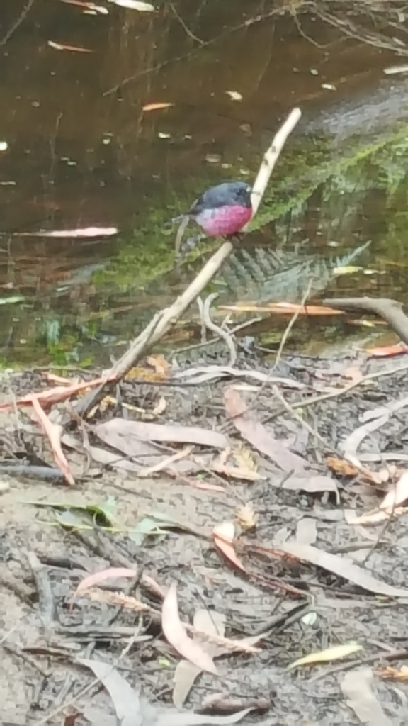 Pink Robin From Beech Forest Vic Australia On March At