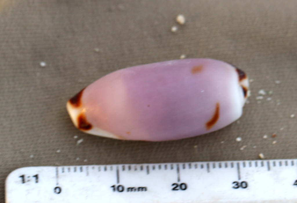 Cylindrical Cowry From Augusta Is Raja Ampat Regency West Papua