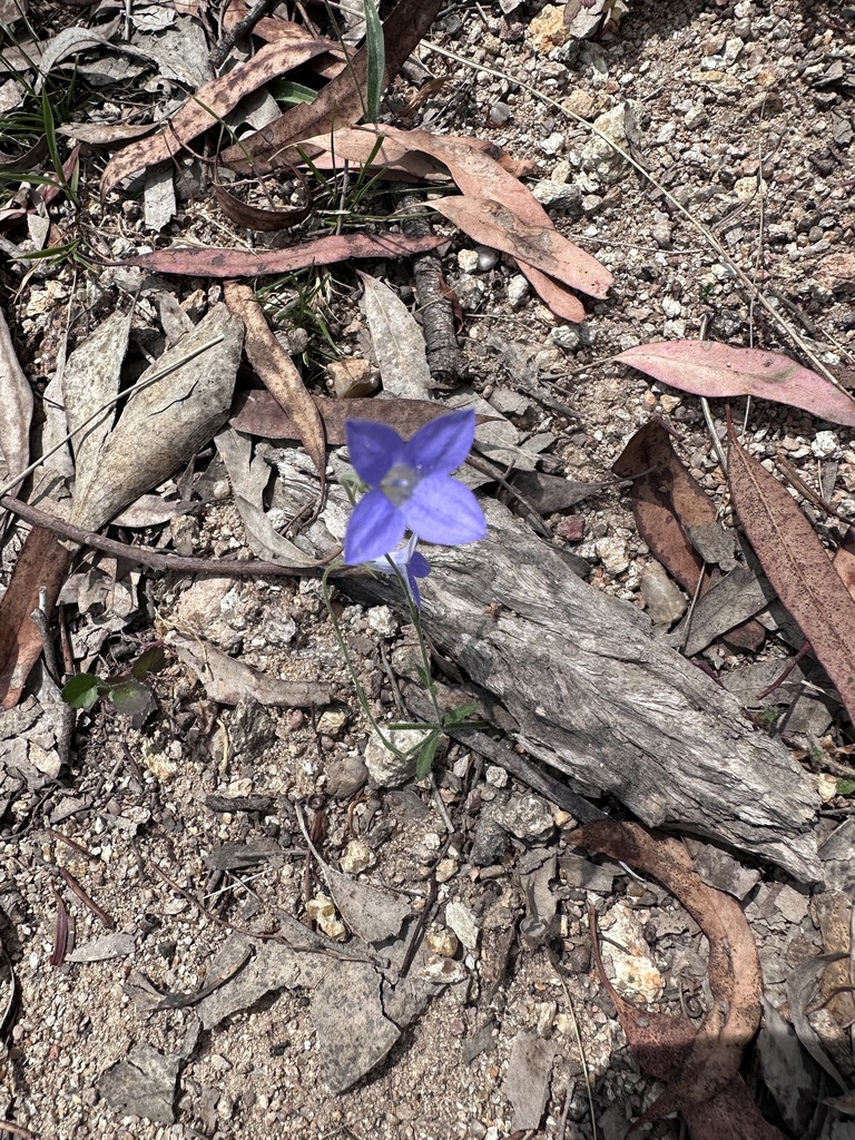 Capebells From Capertee National Park Bogee Nsw Au On November