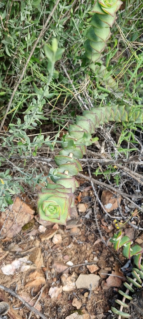 Concertina Plant From Garden Route District Municipality South Africa