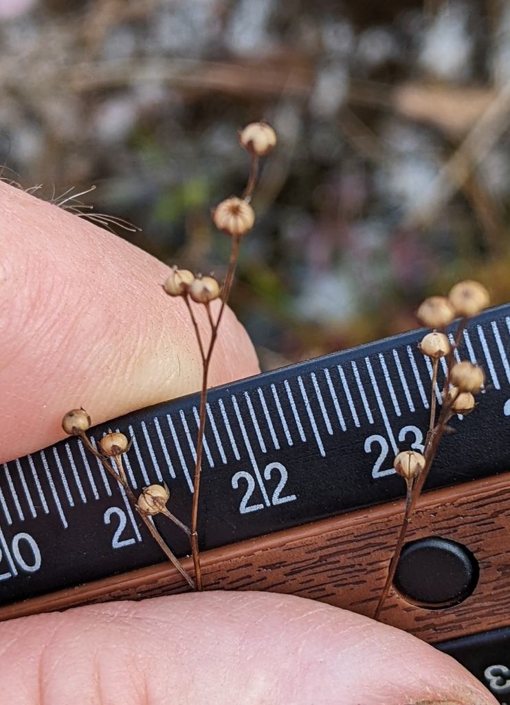 Ridged Yellow Flax From Millers Falls MA 01349 USA On October 27