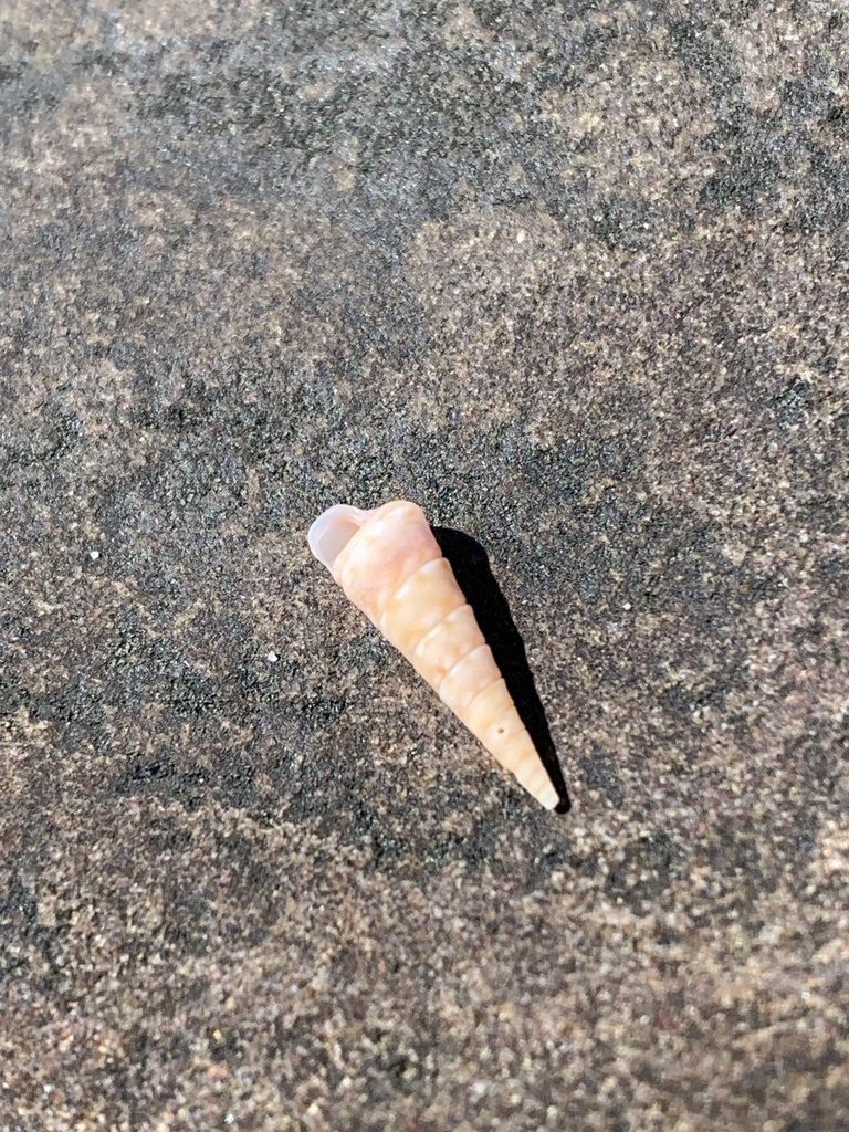 Colpospira Guillaumei From Yuraygir National Park Yuraygir Nsw Au On