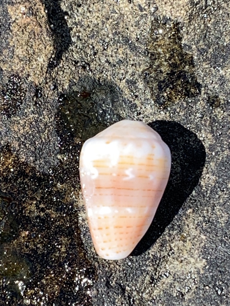 Thousand Spot Cone From Yuraygir National Park Yuraygir Nsw Au On