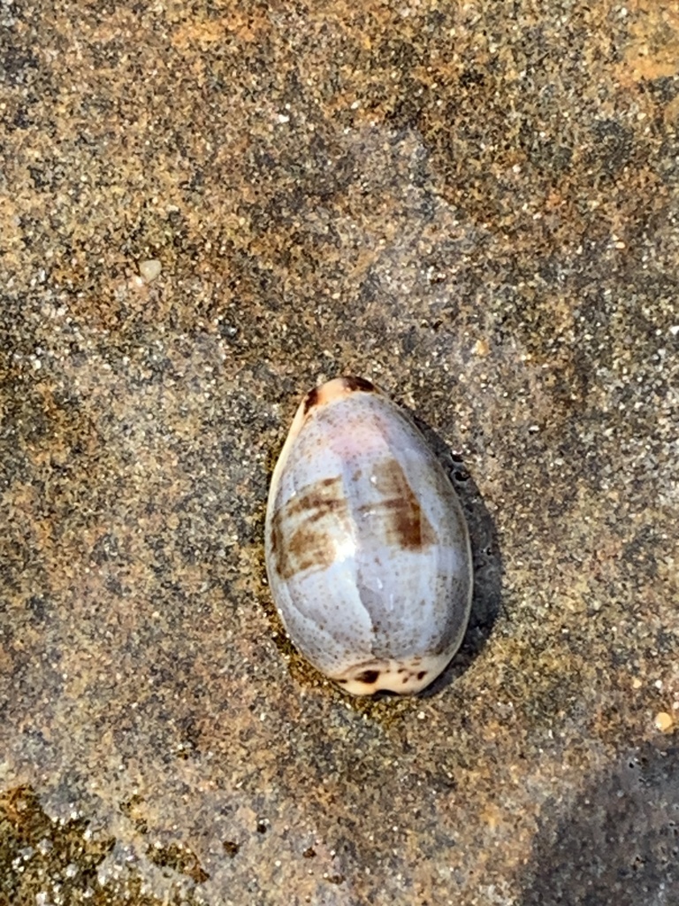 Graceful Cowrie From Yuraygir National Park Yuraygir Nsw Au On