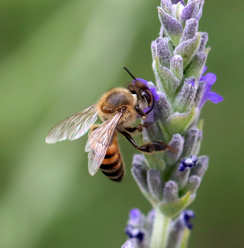 Western Honey Bee From Dwarskersbos Velddrif 7365 South Africa On