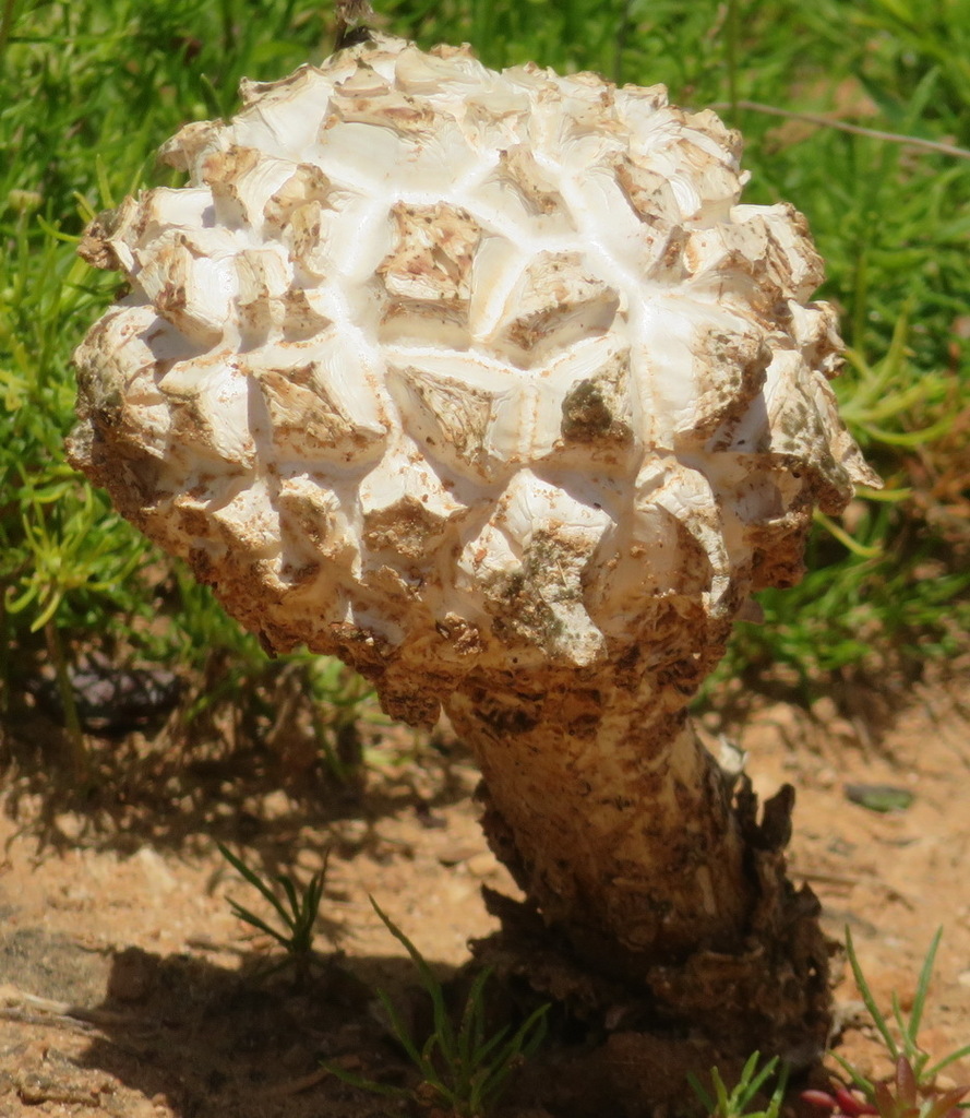 Sculpted Puffball From Addo Elephant Park Sarah Baartman District