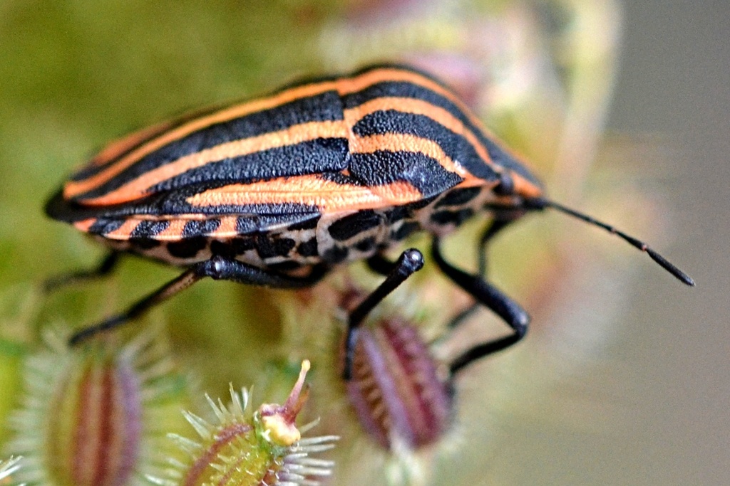 Continental Striped Shield Bug From Nep Ev Zka Mlad Boleslav