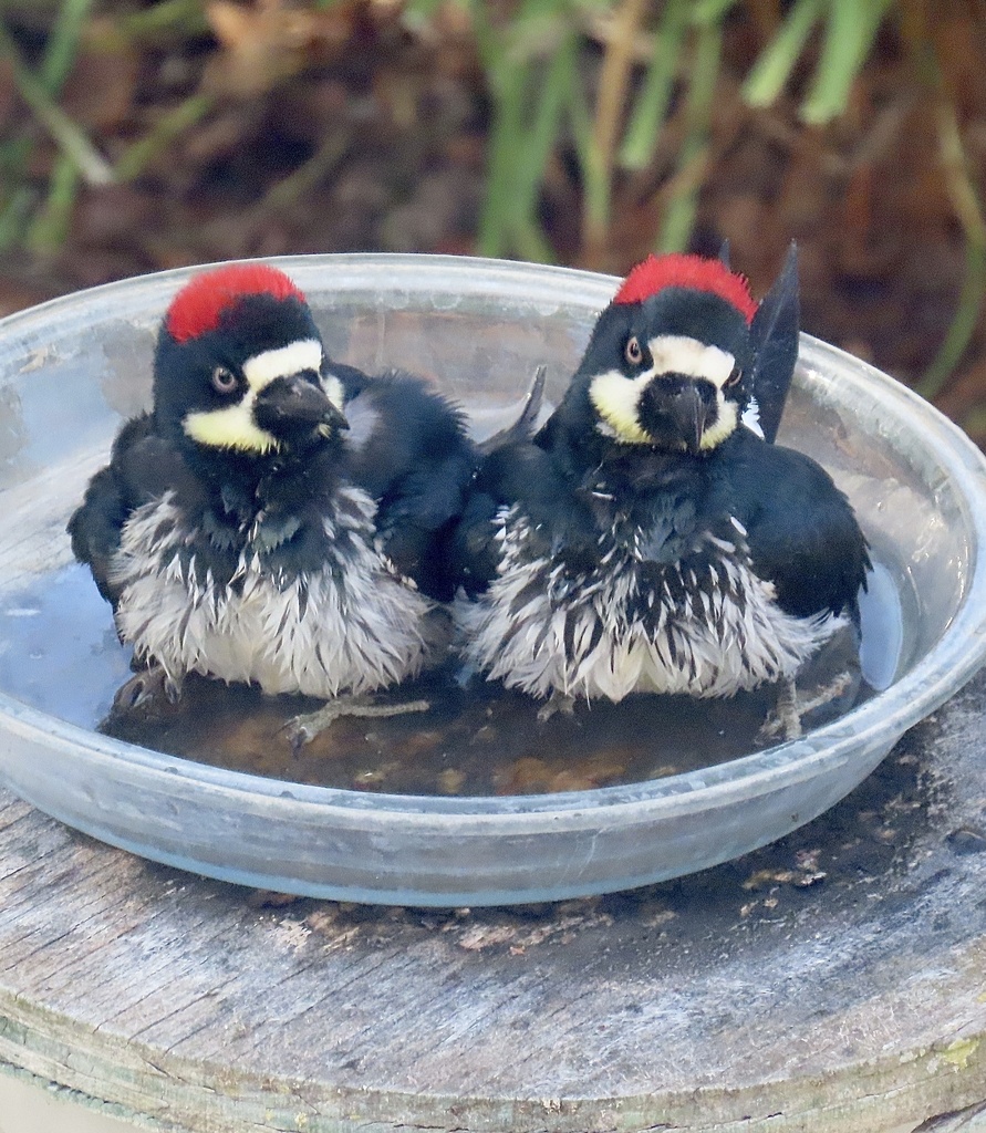 Acorn Woodpecker From Country Park Rd Salinas CA US On November 9