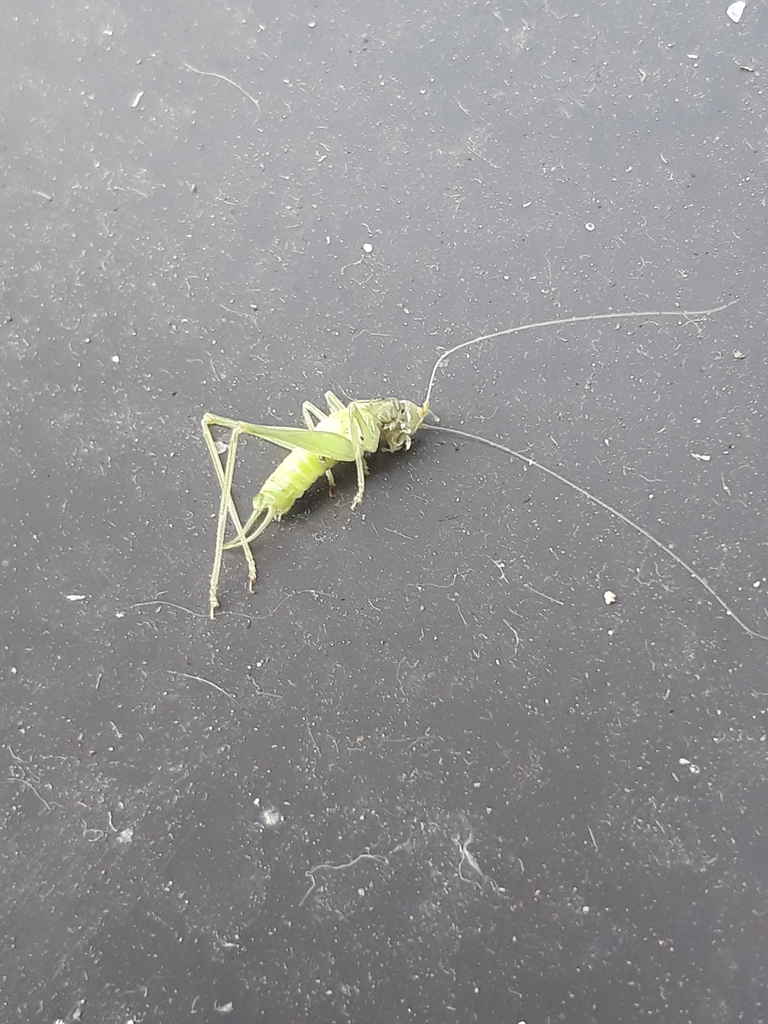 Southern Oak Bush Cricket From Pilawa Polska On October At