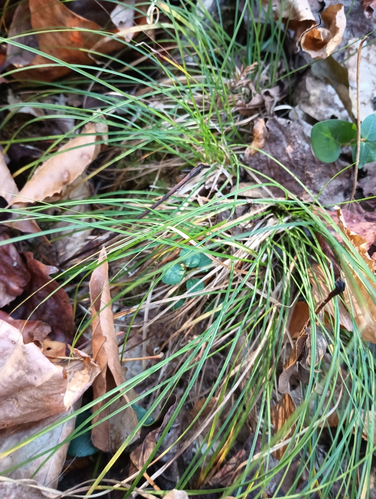 Blackseed Needlegrass From Mascot Va Usa On November At