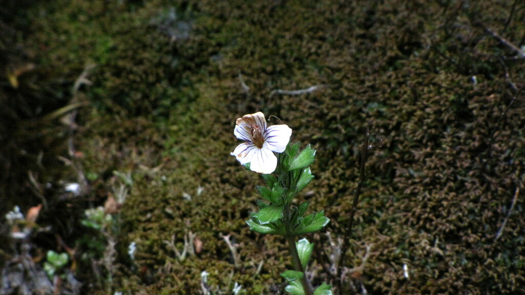 Striate Eyebright From Cradle Mountain Tas Australia On December