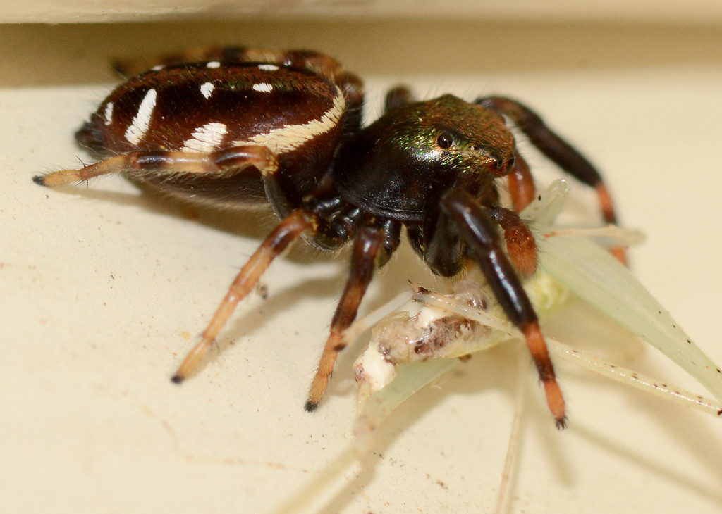 Golden Jumping Spider From Pontotoc County OK USA On June 8 2023 At