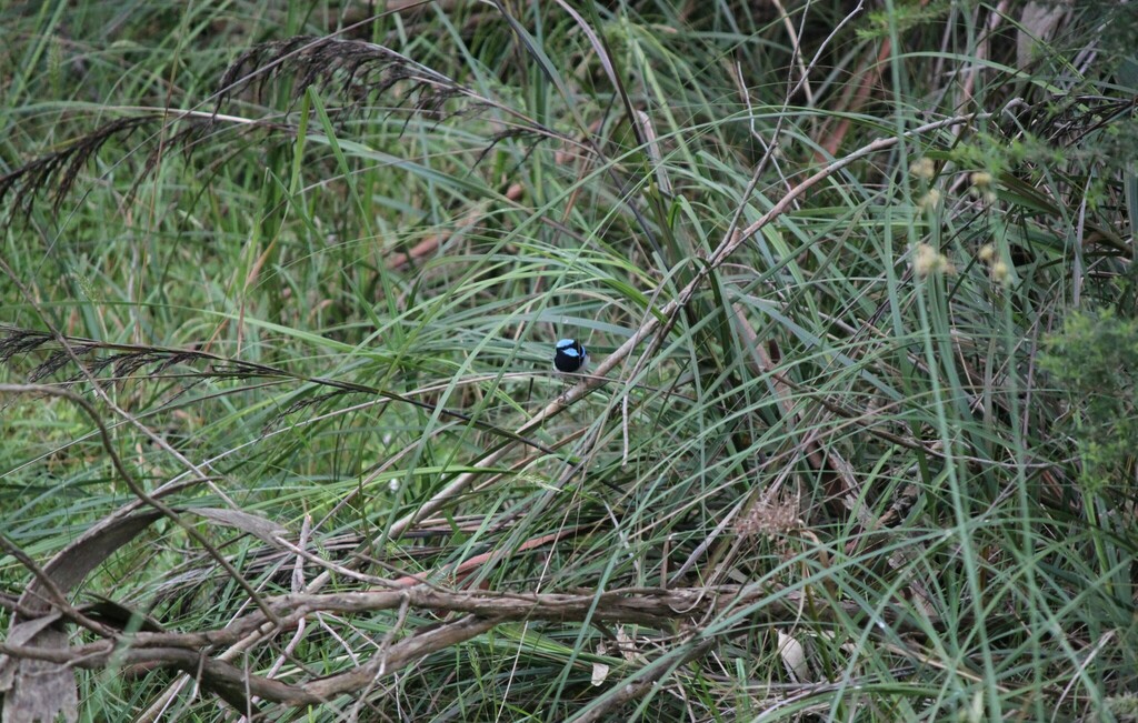 Superb Fairywren From Horswood Rd Lysterfield VIC 3156 Australia On