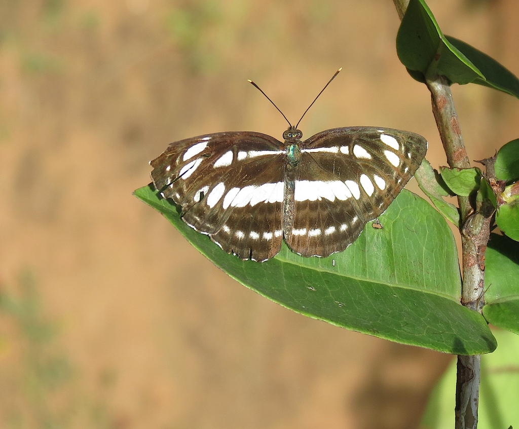 Common Sailer From Weavers Colony Nagercoil Tamil Nadu India On July