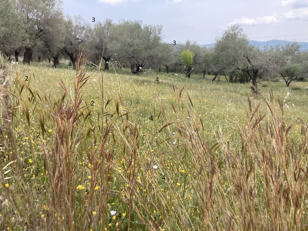 Thatching Grass From Rhodos Kamiro South Aegean GR On May 10 2023