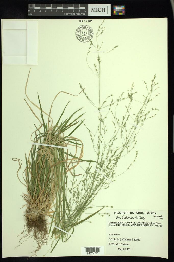 Grove Meadow Grass From Canada Ontario CHATHAM KENT County Clear