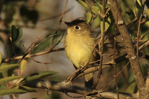 Pacific Slope Flycatcher Subspecies Empidonax Difficilis Difficilis