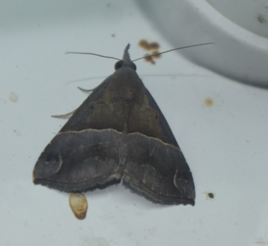 Hypenine Snout Moths From Jambhul Vihar Jawhar Maharashtra