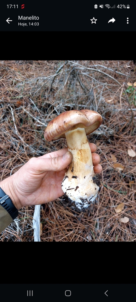 Common Gilled Mushrooms And Allies From Atenor 5225 Miranda Do Douro