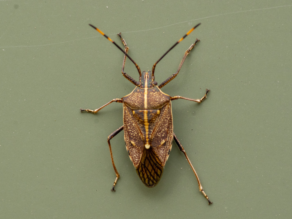 Omyta Centrolineata From Won Wron VIC 3971 Australia On December 1