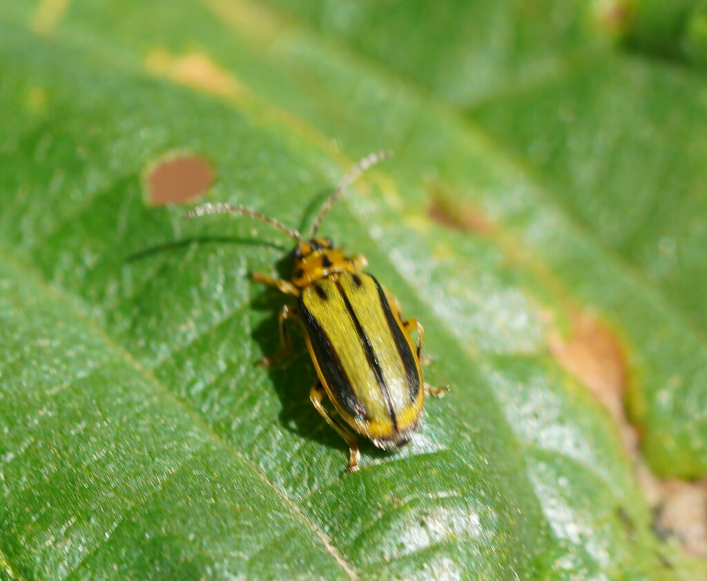 Elm Leaf Beetle From Monbulk VIC 3793 Australia On November 8 2023 At