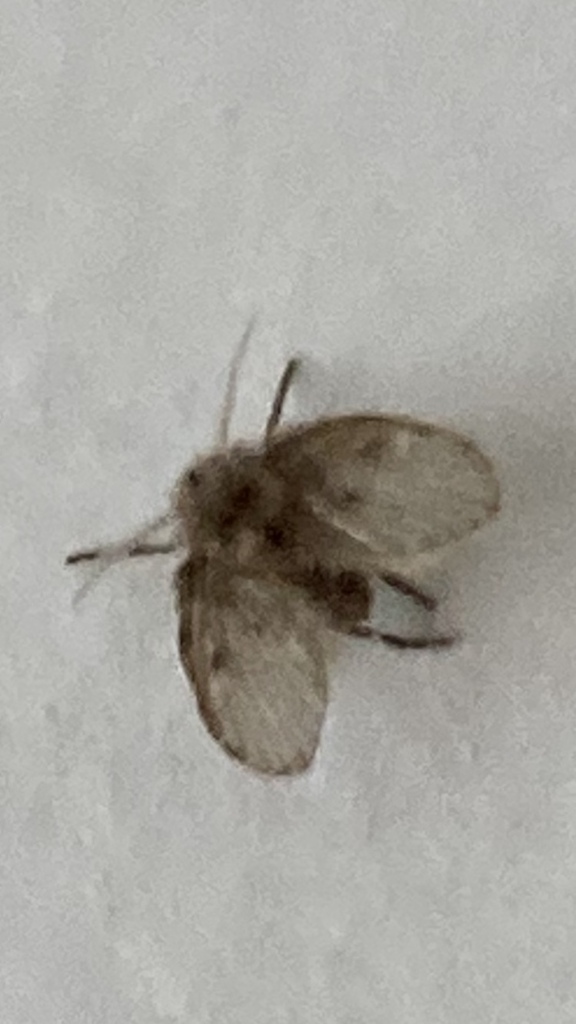 Bathroom Moth Fly From Burraneer Rd Coomba Park Nsw Au On November