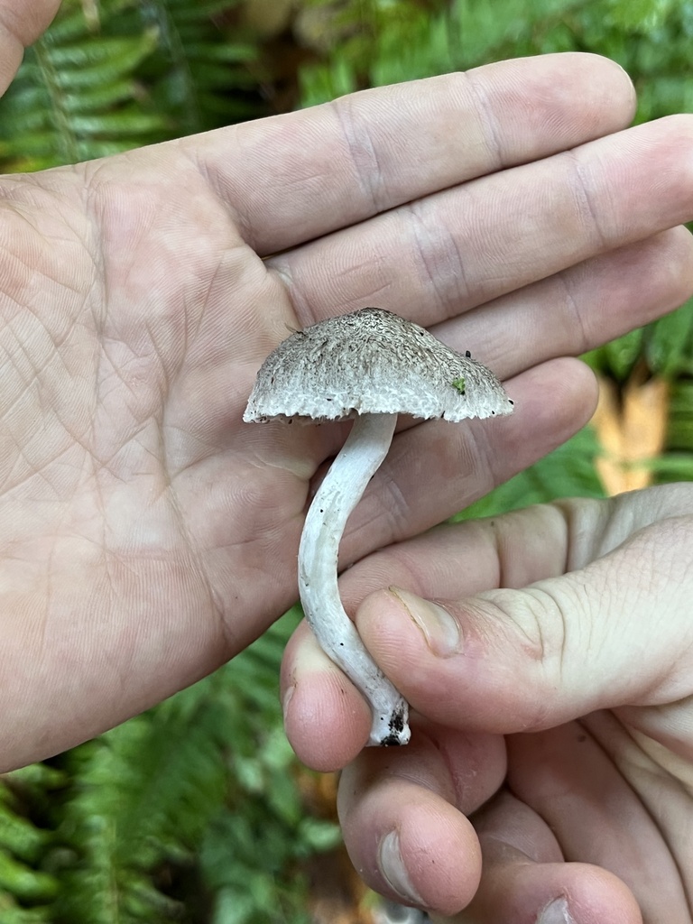 Grey Knight From Sehome Hill Arboretum Bellingham Wa Us On November