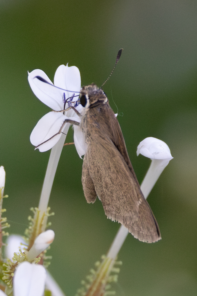 Eufala Skipper From Progreso Lakes Tx Usa On November