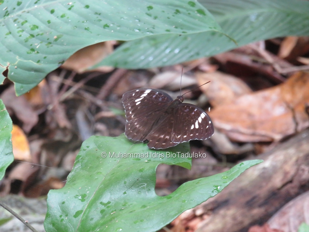 Lexias Aeetes From Soho Luwuk Kabupaten Banggai Sulawesi Tengah