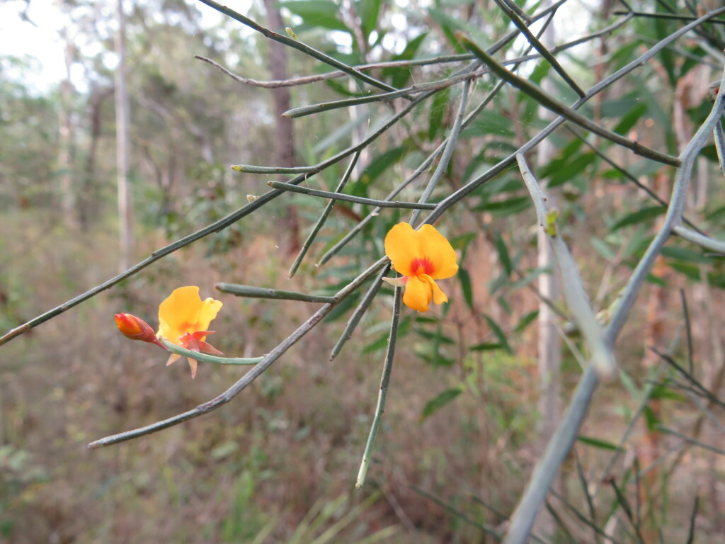 Winged Broom Pea From Brisbane QLD Australia On November 15 2023 At