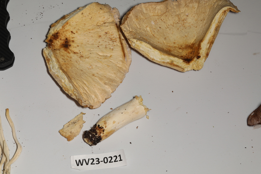 Common Gilled Mushrooms And Allies From Centre Hall PA 16828 USA On