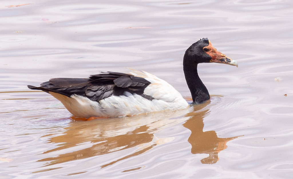 Magpie Goose From Koci Rd Carrington Qld Australia On