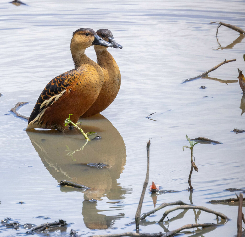 Wandering Whistling Duck From 121 Koci Rd Carrington QLD 4883