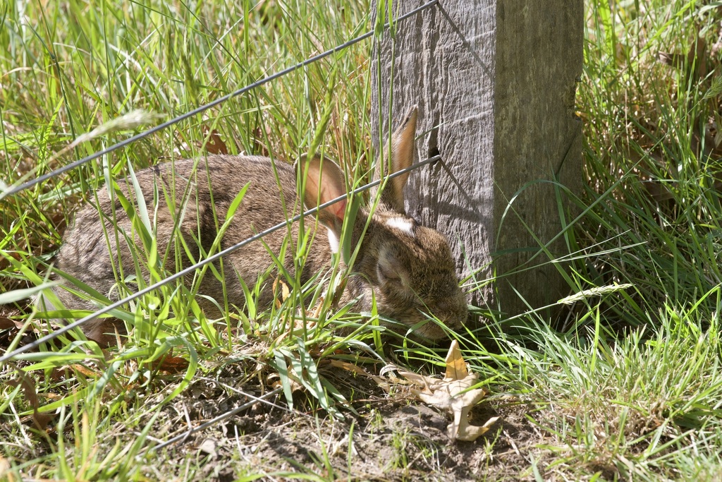 European Rabbit From 40 Lord Somers Rd Somers VIC 3927 Australia On