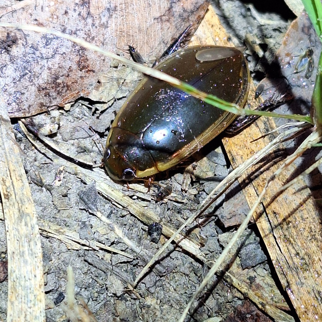 Cybister Tripunctatus From Burnett Creek QLD 4310 Australia On