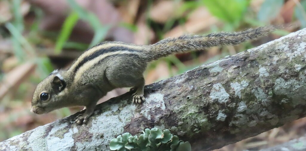 Himalayan Striped Squirrel From Bukit Tinggi 28750 Bentong Pahang