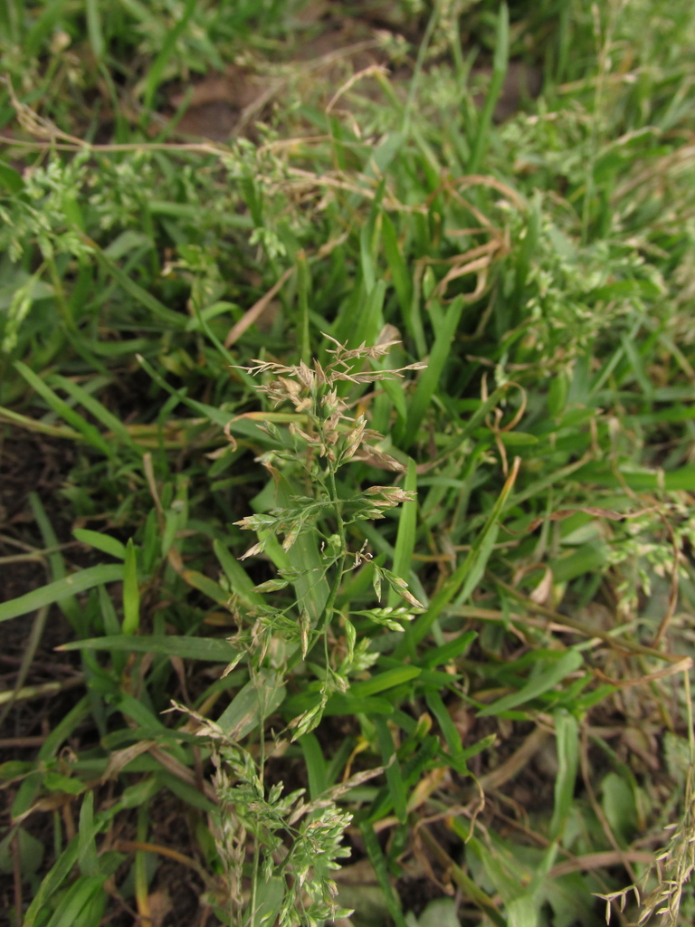 Annual Meadow grass from Реутов Московская обл Россия on November 11