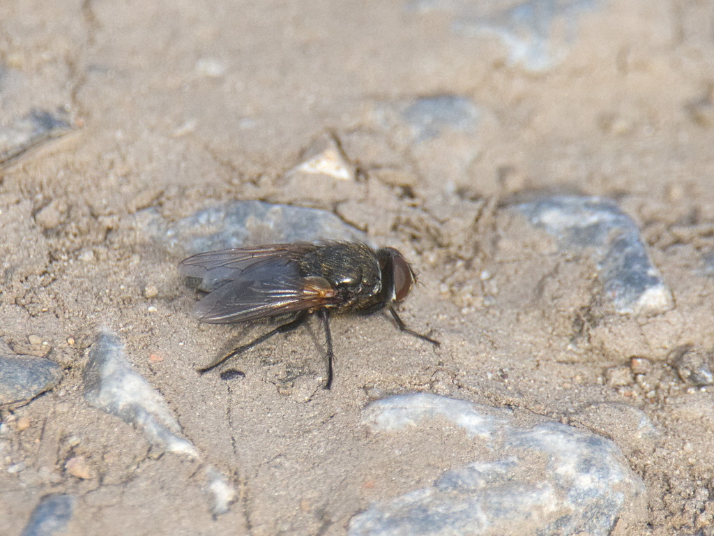 Cluster Flies From Novosibirskiy Rayon Novosibirsk Russia On October