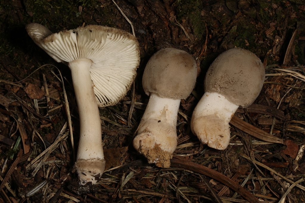 Amanita Mushrooms From Centre Hall PA 16828 USA On August 5 2023 At