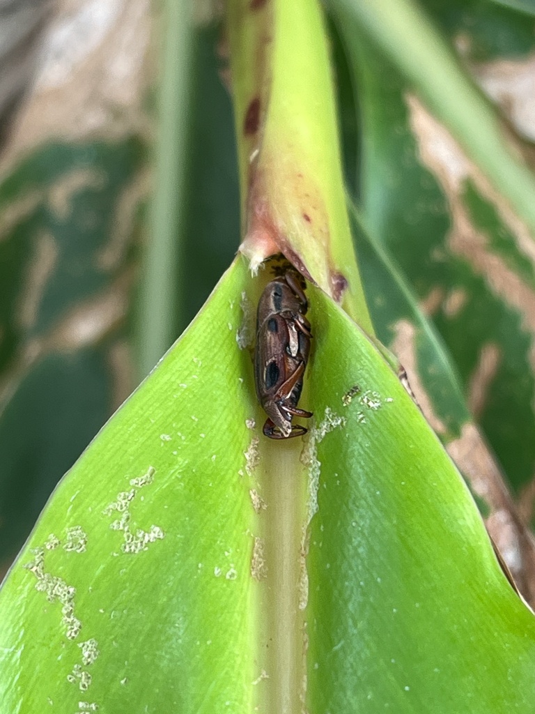 Sphenocorynes Ocellatus In November By Nakatada Wachi Inaturalist