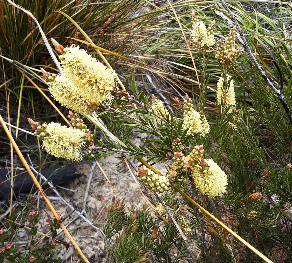 Alpine Bottlebrush From Gardens Of Stone SCA Marrangaroo NSW 2790