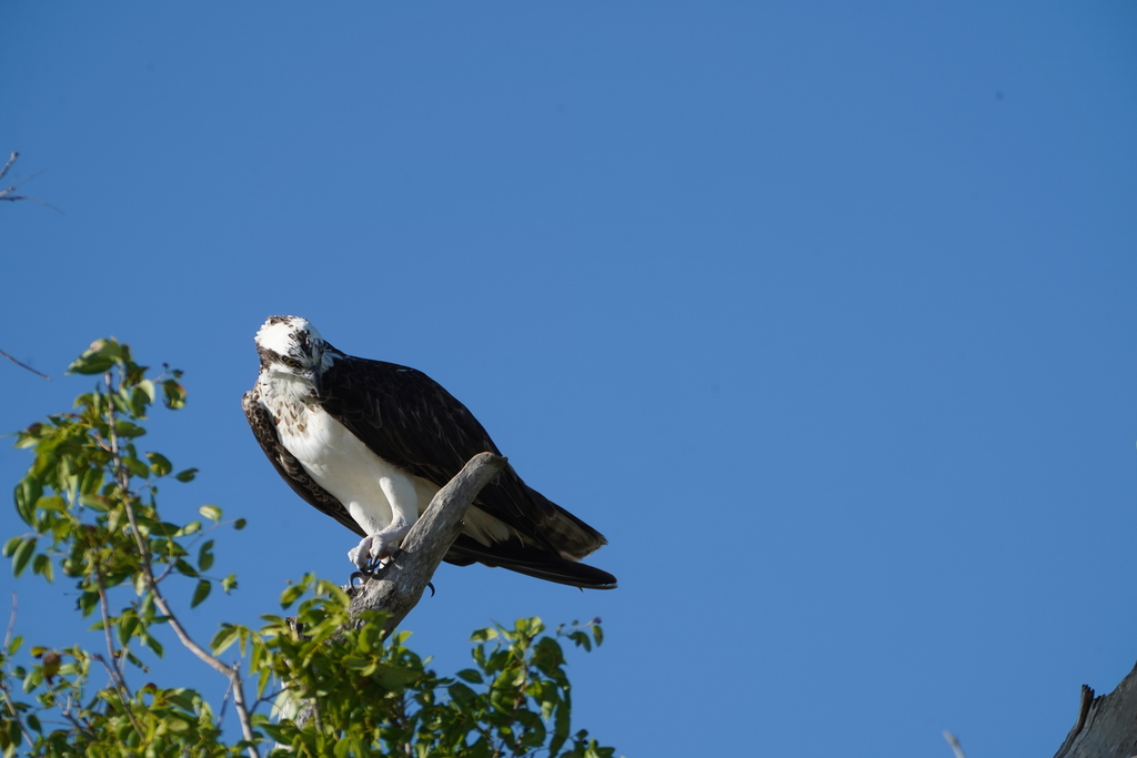 Osprey From Monroe County Fl Usa On November At Pm By