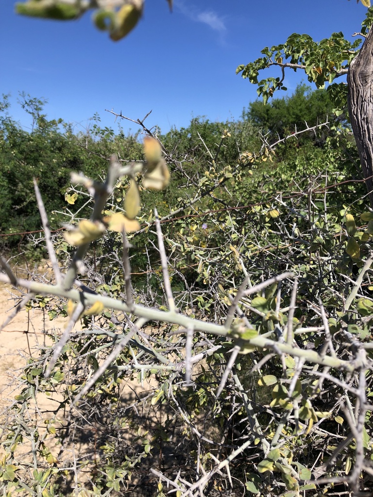 Roses Elms Figs And Allies From El Cardonal El Cardonal B C S MX